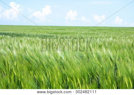 Green Field Of Young Wheat Sprouts, To The Horrizon