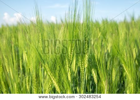 Green Field Of Young Wheat Sprouts, Close-up View