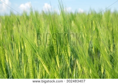Green Field Of Young Wheat Sprouts, Close-up View