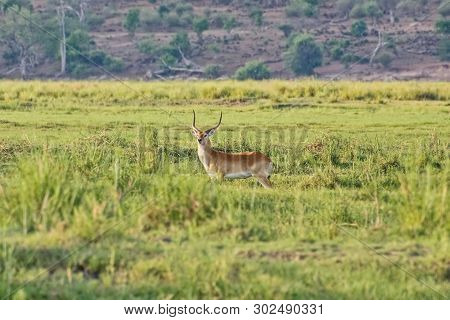 Pallah Antelope (aepyceros Melampus)-african Antelope Of Medium Size. One Of The Most Common Species