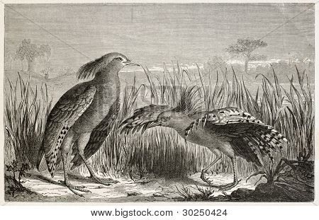 Kagu stary ilustracja (Rhynochetos jubatus). Utworzone przez Mesnel, opublikowany w Le Tour Du Monde, Paryż