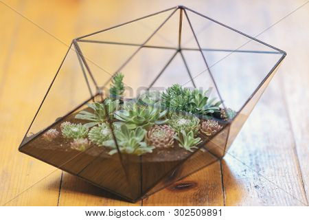 Florarium Glass Vase With Succulent Plant. Miniature Cactus Succulent Plant In A Glass Florarium Vas