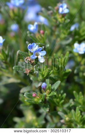 Scrambling Gromwell - Latin Name - Glandora Diffusa (lithodora Diffusa)