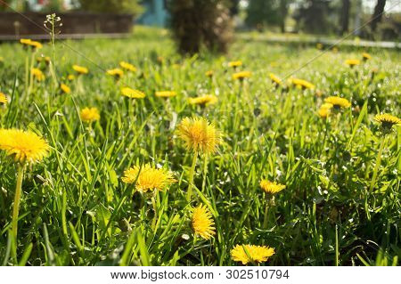 The Sun Shines On Dandelions In The Grass