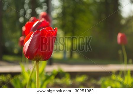 Red Tulip In The Garden On Background From Trees