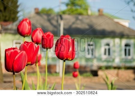 Several Red Tulips On Background With Green Building