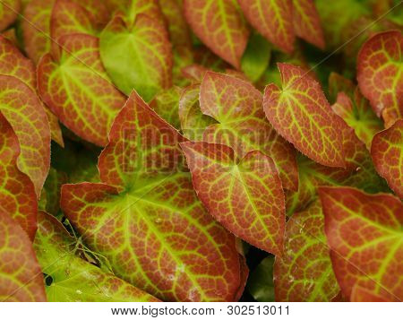 Close Up Of Green And Red Variegated Epimedium Leaves