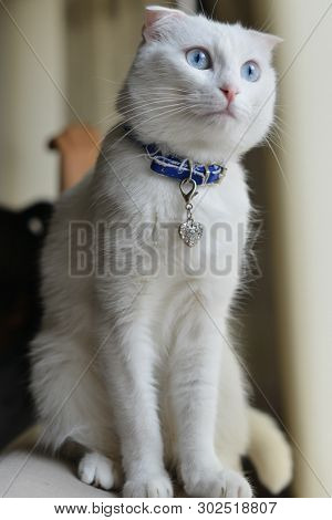 Cute white cat with blue eyes in natural light