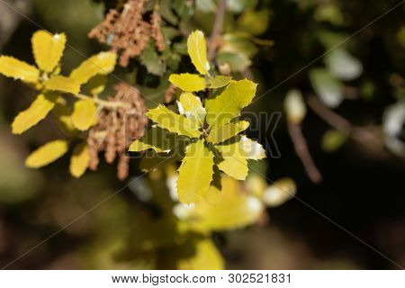 Fresh Leaves Of A Kermes Oak, Querqus Coccifera