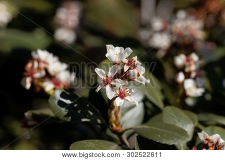 Flowers Of An Indian Hawthorn, Rhaphiolepis Indica, Bush