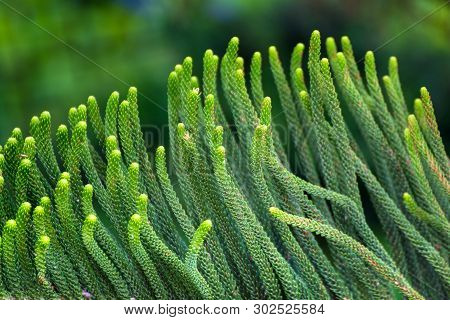 Cryptomeria Japonica (dhupi) Tree Closeup Leafs Pointed