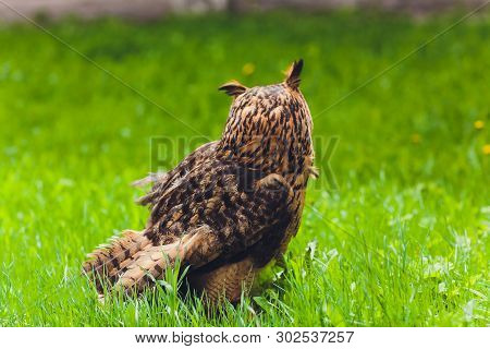 Adult Burrowing Owl Athene Cunicularia Perched Outside Its Burrow.