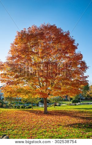 Large Maple Tree With Colorful And Bright Autumn Foliage Leaves At A Park In New England. Sunny Autu