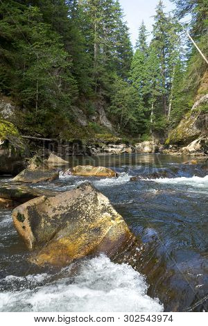 Salmon Spawning Creek In Northwest British Columbia