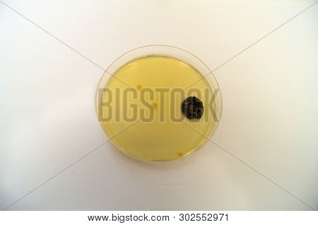 Mold Grown On A Sabouraud Agar Medium In A Petri Dish.