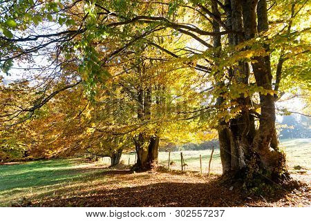 Trees In Autumn Season Background. Beauty In Nature. Autumn Lansdscape