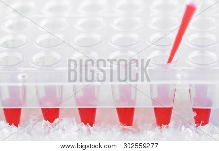 Plastic Tip Filled In With Red Reaction Mixture And Disposable Plastic Wells To Amplify Dna, Text Sp