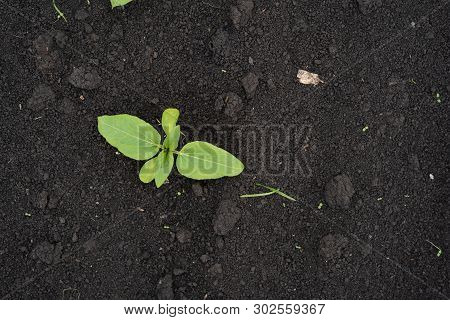 Farmer Field With Small Young Sprouts Of Sunflower