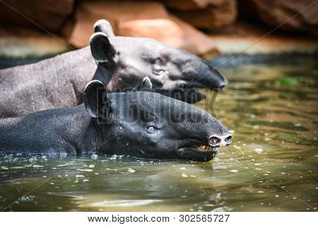 Tapir Swimming On The Water In The Wildlife Sanctuary / Tapirus Terrestris Or Malayan Tapirus Indicu