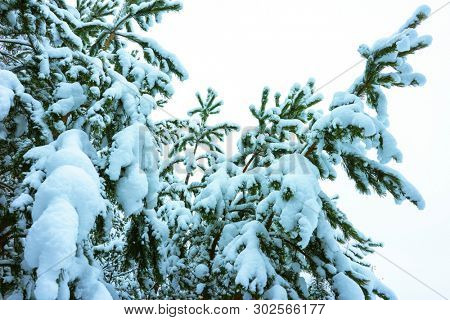Whitened Fir Trees with Fresh Snow, Lovely Winter Scenery, Majestic White Spruces Glowing by Sunlight, Wintry Scene, Winter Snow-Covered Trees in the Ural Mountains, Winter Landscape