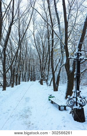 Winter's Tale, Lovely Winter Scenery, Winter Park in Snow, Whitened Spruce Branch with a Snowy Forest in the Background, Snow-Covered Trees in the City Park, Snowing, Winter Park Background