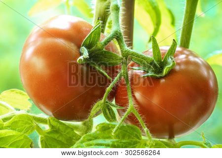 Two Tomatoes Growing on Plant, Home Gardening, Homegrown Ripe Red Tomatoes are on the Green Foliage Background, Hanging on the Vine of a Tomato Tree in the Garden Closeup, Cultivated in the Greenhouse