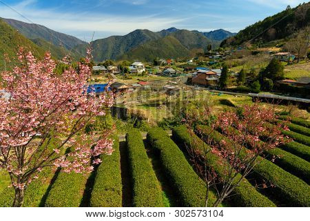 Japanese tea field at spring in Kansai