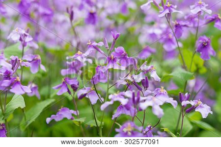Purple Flower Is Blooming In The Part Of The Bitanic Garden, Wuhan Hubei, China. Orychophragmus Viol