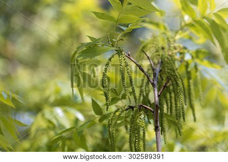 Flowers Of A Pecan, Carya Illinoinensis.