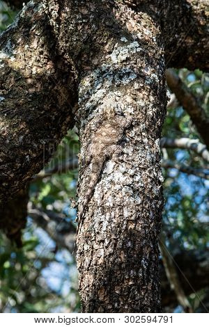 A Female Tree Agama Camouflaged On A Tree Branch, South Africa.