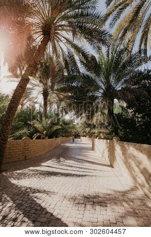 View Of The Unesco Enlisted Oasis In Al Ain, Uae