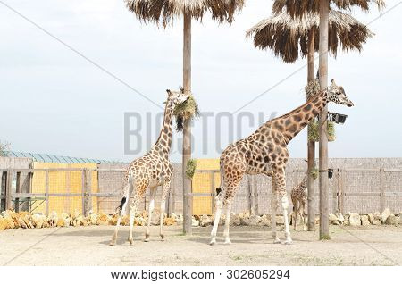 Two Beautiful Giraffe Female And Male Are Standing Nearby. Zoo. Biopark. Contact Zoo. Safari.