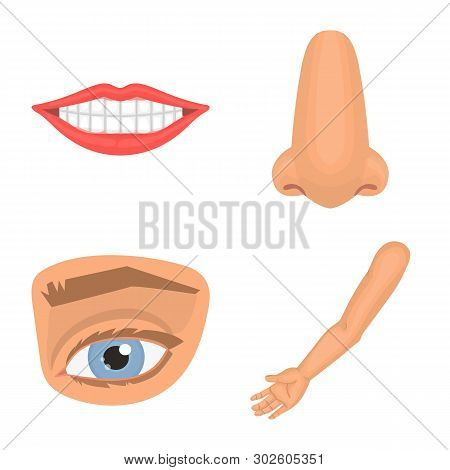 Vector Illustration Of Body And Part Sign. Set Of Body And Anatomy Stock Symbol For Web.