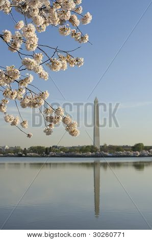 Třešňové květy a Washington Monument