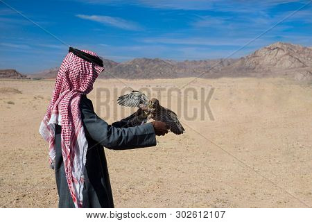 Arab Hunter With Falcon In His Hands. Traditional Arabic Culture. Mutual Understanding Between Man A