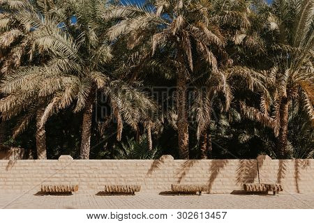 View Of The Unesco Enlisted Oasis In Al Ain, Uae