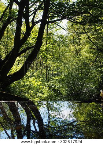 Forest Trees Reflected In A Calm River With Dense Tangled Vibrant Sunlit Green Summer Foliage In Cal