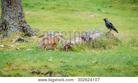 A Common Hare And A Western Jackdaw (coloeus Monedula) Sit In Close Proximity To One Another Next To