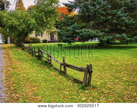 A Dog In His Yard.