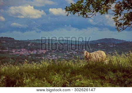 Close-up Of Sheep, Fields And Hills Near The Town Of Frascati. A Pleasant And Well-known Place For I