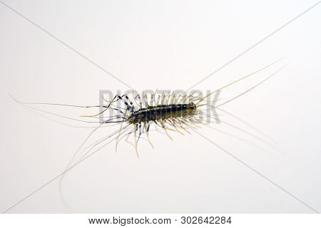 Scutigera coleoptrata. domestic insects. treatment of insect pest control concept