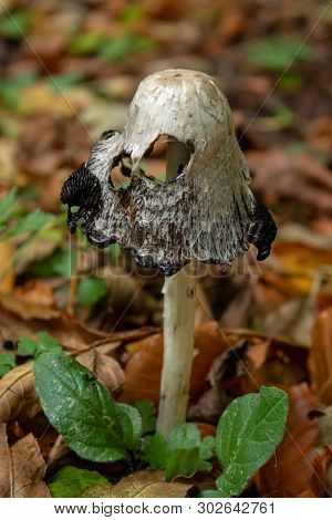 Shaggy Inkcap Mushroom In The Autumn Woodland
