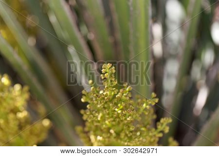 European Fan Palm Flowers Chamaerops Humilis,.