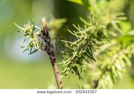 Large Ants On A Branch Near The Aphids