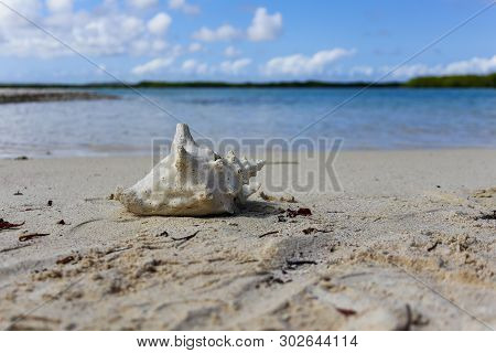 Conch Shell On A Deserted Beach With Blurred Background - One Shell On An Island - Copy Space