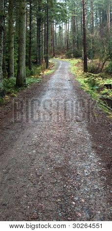 Forest path