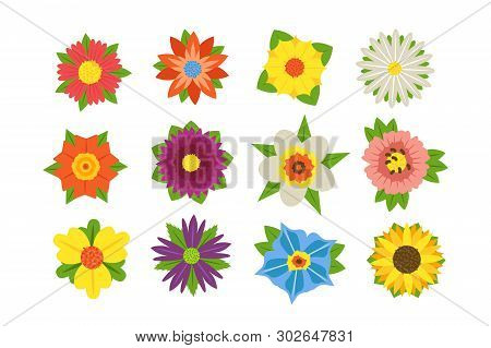 Set Of Summer Flowers Vector Illustration. Collection