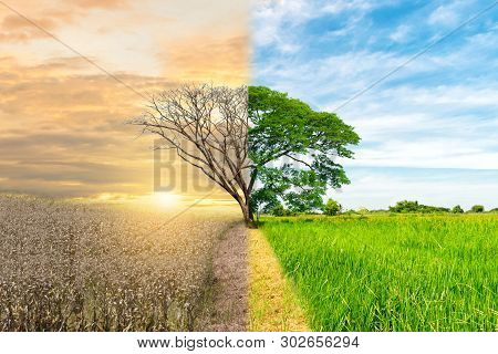 Ecology Concept Environment Change Tree Forest Drought And Forest Refreshing