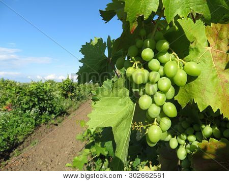 Green Vineyard, Bunches Of White Grapes Growing In Summer. Rural Landscape With Unripe Grapevine And