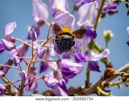 A Japanese Carpenter Bee, Xylocopa Appendiculata Circumvolans, Feeds From Flowering Trees In A Japan
